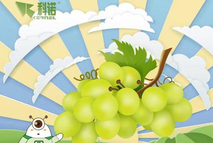 科微健®|Thriving Roots Bring Bumper Harvest of Grape